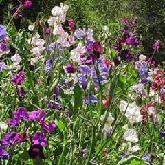 Sweet Pea Spencer Ruffled - Renee's Garden