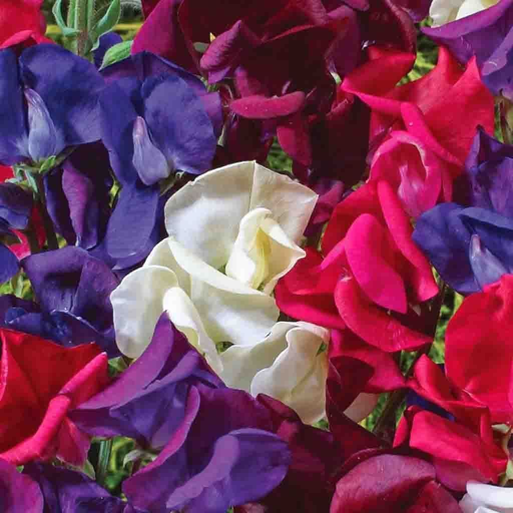 Sweet Pea Starry Night Mix Jumbo Pack - McKenzie Seeds 