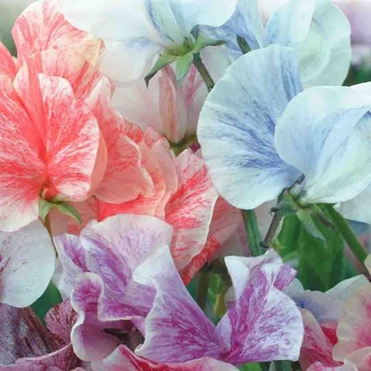 Sweet Pea Streamers Mix - McKenzie Seeds