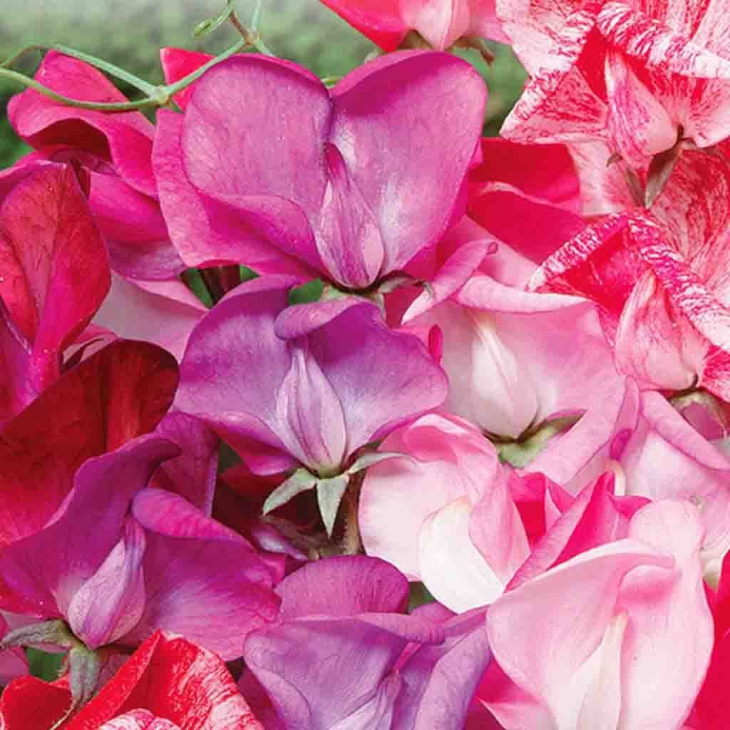 Sweet Pea Sugar & Spice - McKenzie Seeds