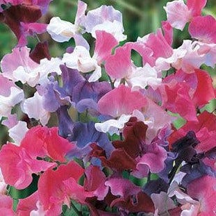 Sweet Pea Sweet Dreams - Burpee Seeds