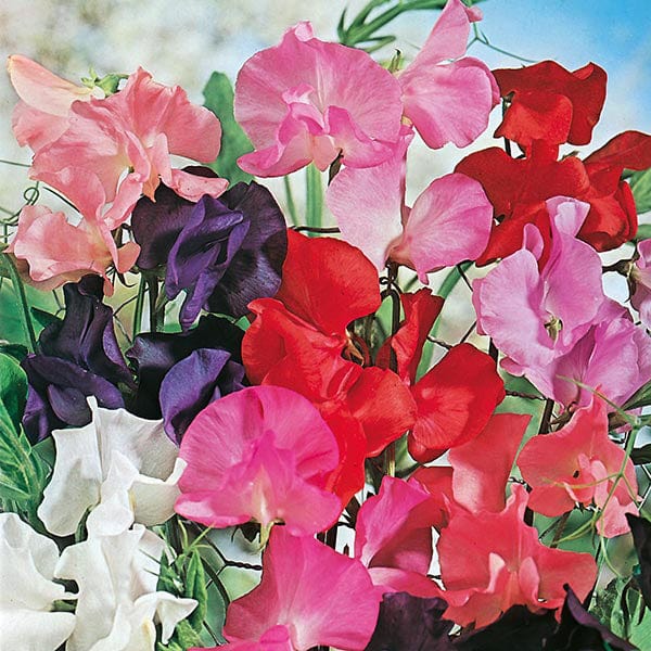 Sweet Pea Tall Mixed - Mr. Fothergill's Seeds