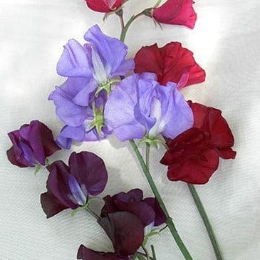 Sweet Pea Velvet Elegance - Renee's Garden Seeds