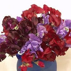 renee's garden sweet pea seeds Sweet Pea Velvet Elegance