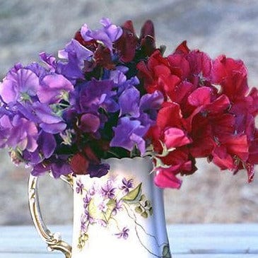 Sweet Pea Velvet Elegance - Renee's Garden Seeds