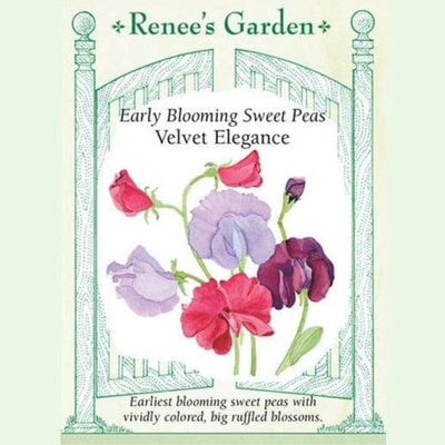 Sweet Pea Velvet Elegance - Renee's Garden Seeds