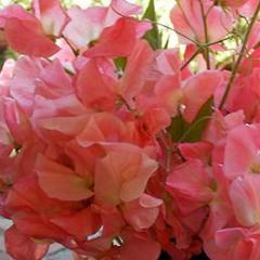 Sweet Pea Watermelon - Renee's Garden