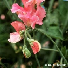 Sweet Pea Watermelon - Renee's Garden