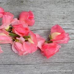 Sweet Pea Watermelon - Renee's Garden