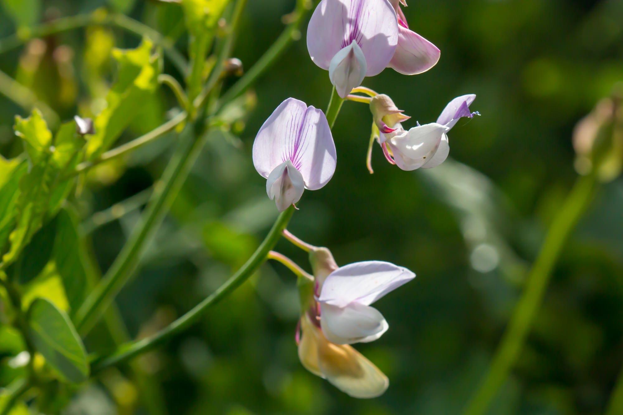 Sweet Pea Wild - Salt Spring Seeds