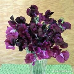 Sweet Pea Zinfandel - Renee's Garden