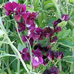 Sweet Pea Zinfandel - Renee's Garden