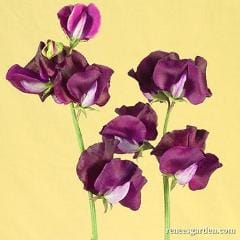 Sweet Pea Zinfandel - Renee's Garden