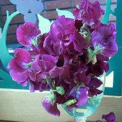 Sweet Pea Zinfandel - Renee's Garden