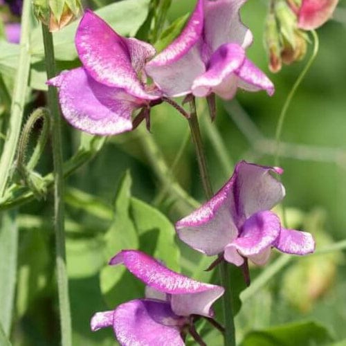 Sweet Peas Striped Butterfly Blend - West Coast Seeds