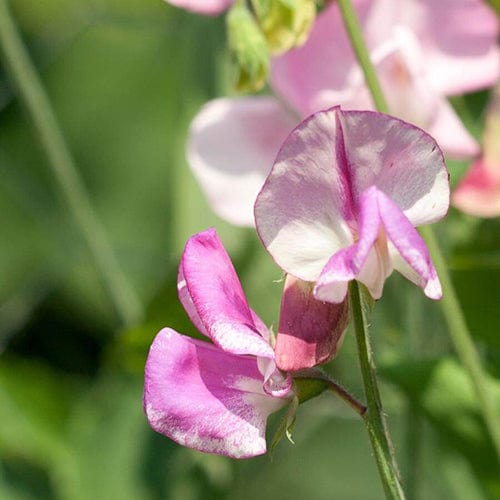 Sweet Peas Striped Butterfly Blend - West Coast Seeds