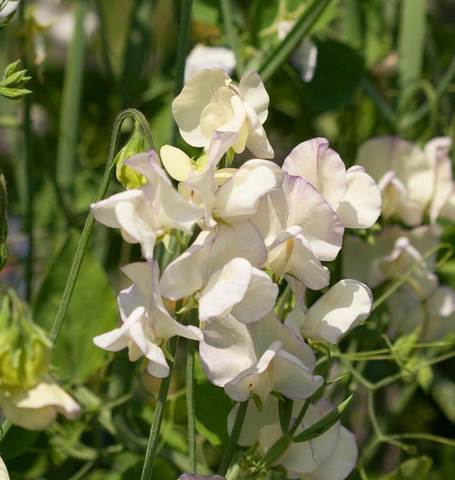 Sweet Peas High Scent - West Coast Seeds