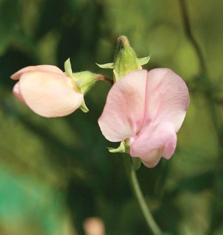 Sweet Peas Janet Scott - West Coast Seeds Ltd