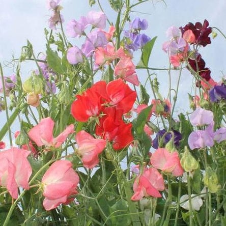 Sweet Peas Late Spencer Blend - West Coast Seeds