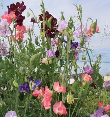 Sweet Peas Late Spencer Blend - West Coast Seeds