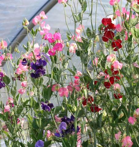 Sweet Peas Mammoth Blend - West Coast Seeds