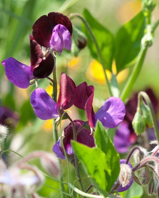 Sweet Peas Matucana - West Coast Seeds