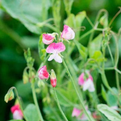 Sweet Peas Painted Ladies - West Coast Seeds