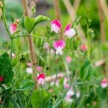 Sweet Peas Painted Ladies - West Coast Seeds