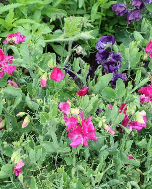 Sweet Peas Patio Mix - West Coast Seeds