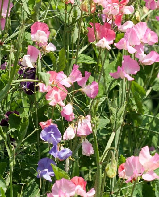 Sweet Peas Royal Family Blend - West Coast Seeds