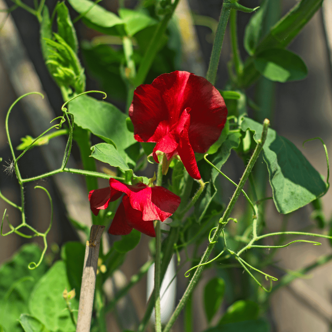 Sweet Peas Royal Scarlet - Ontario Seed Company