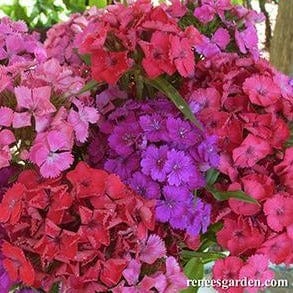 Sweet William Lace Mantle - Renee's Garden Seeds