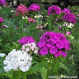 Sweet William Lace Mantle - Renee's Garden Seeds