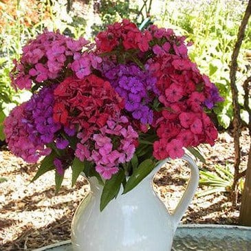 Sweet William Lace Mantle - Renee's Garden Seeds