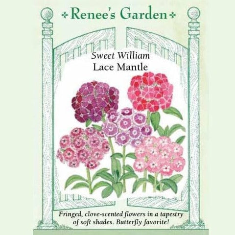 sweet william flower seeds Sweet William Lace Mantle