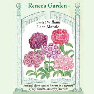 Sweet William Lace Mantle - Renee's Garden Seeds
