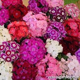 Sweet William Lace Mantle - Renee's Garden Seeds