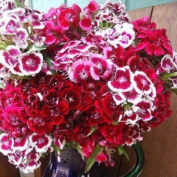 Sweet William Lace Mantle - Renee's Garden Seeds