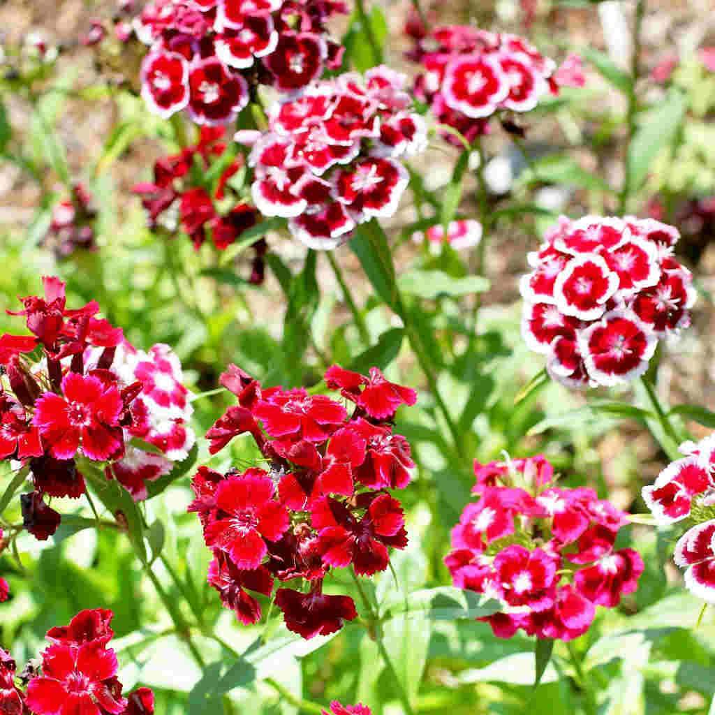 Sweet William Mixed Colours - McKenzie Seeds 