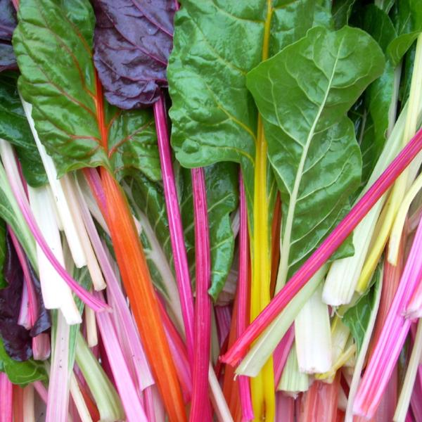 Swiss Chard Bright Lights - Good Earth Farms 