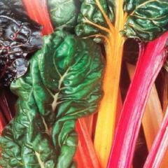 Swiss Chard Bright Lights - McKenzie Seeds