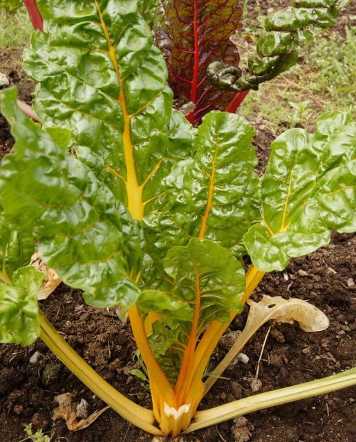 Swiss Chard Canary Yellow - West Coast Seeds