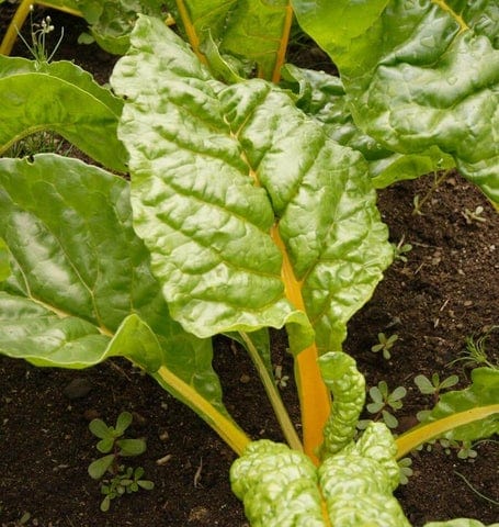 Swiss Chard Eldorado - West Coast Seeds