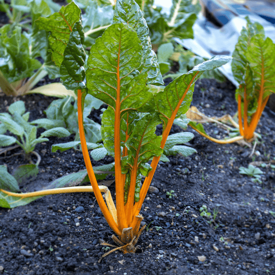 Swiss Chard Fantasia Orange - Ontario Seed Company