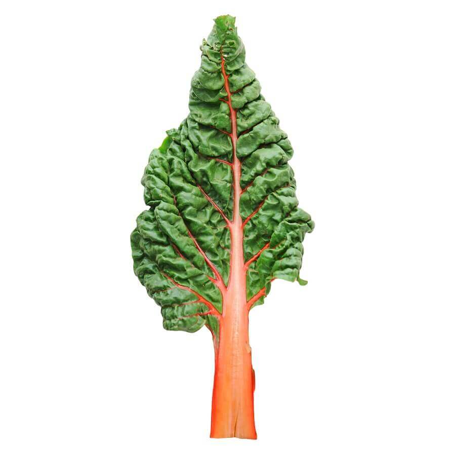 Swiss Chard Fantasia Orange - Ontario Seed Company