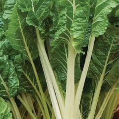 Swiss Chard Fordhook Giant - Burpee Seeds