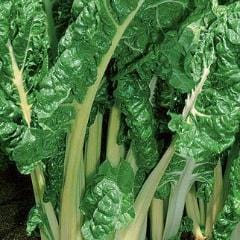 Swiss Chard Fordhook Giant - Burpee Seeds