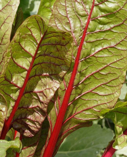 Swiss Chard Rhubarb Chard - West Coast Seeds