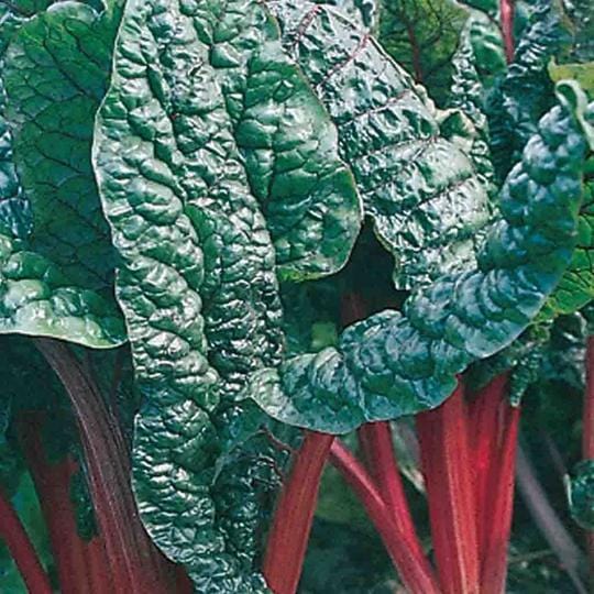 Swiss Chard Rhubarb - McKenzie Seeds