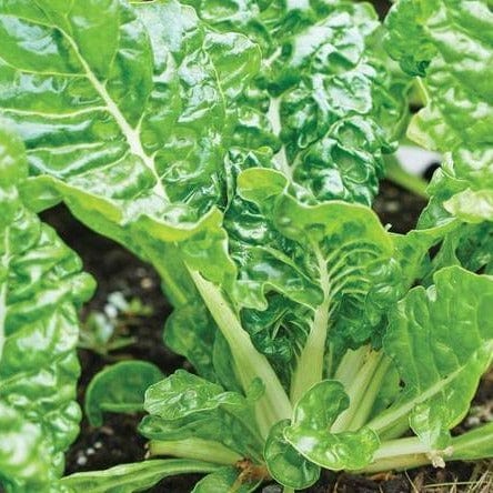 Swiss Chard Silverado - West Coast Seeds